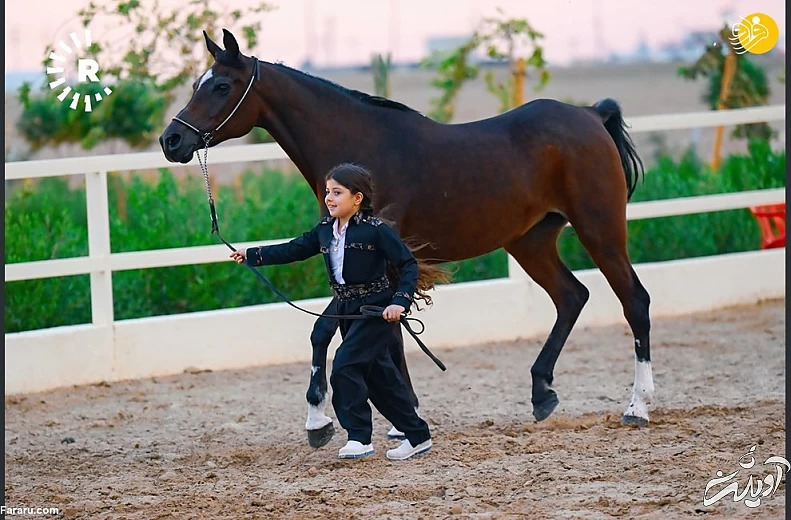(تصاویر) نمایش اسبهای اصیل عرب در کردستان عراق